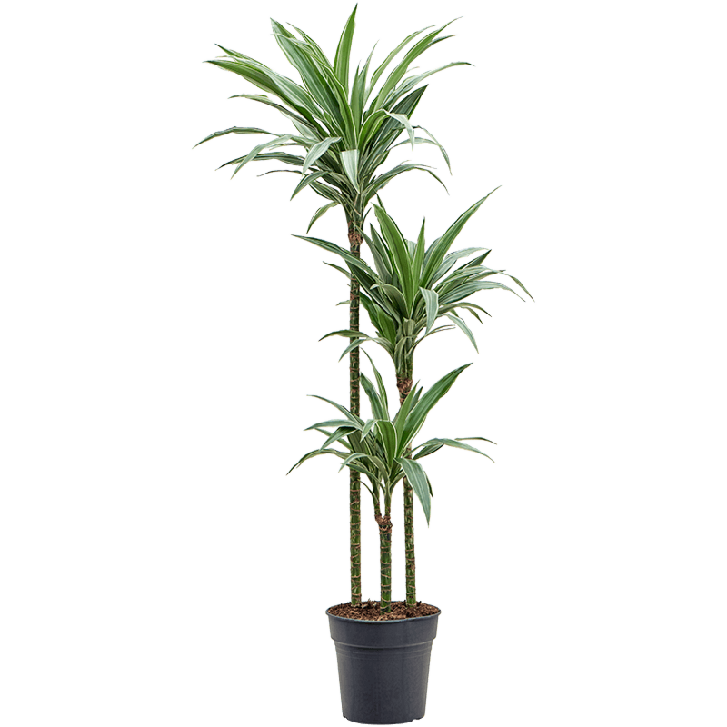 Dracaena deremensis 'Warneckei'