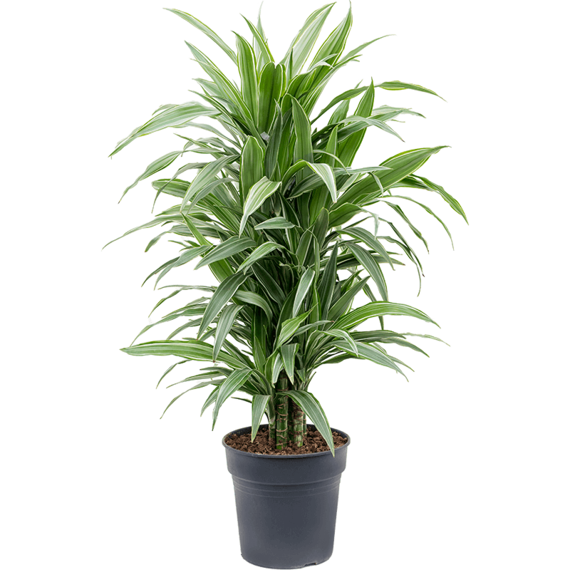 Dracaena deremensis 'Warneckei'