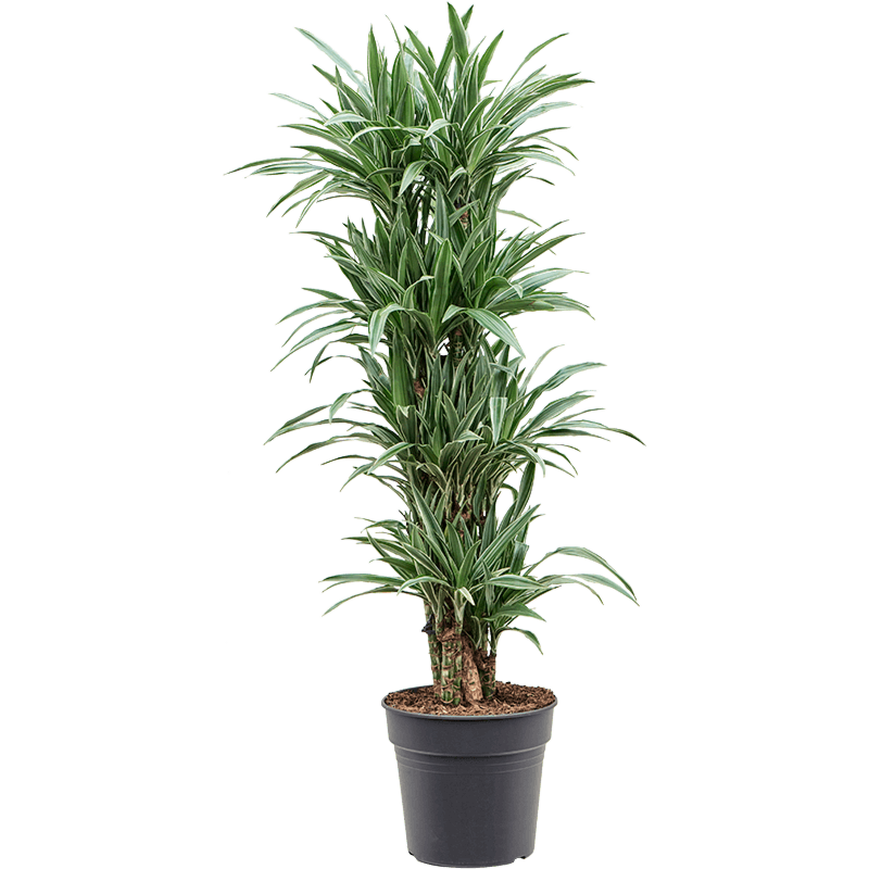 Dracaena deremensis 'Warneckei'