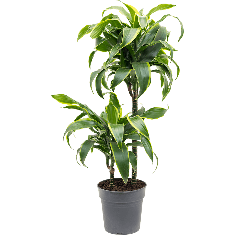 Dracaena fragrans 'Dorado'