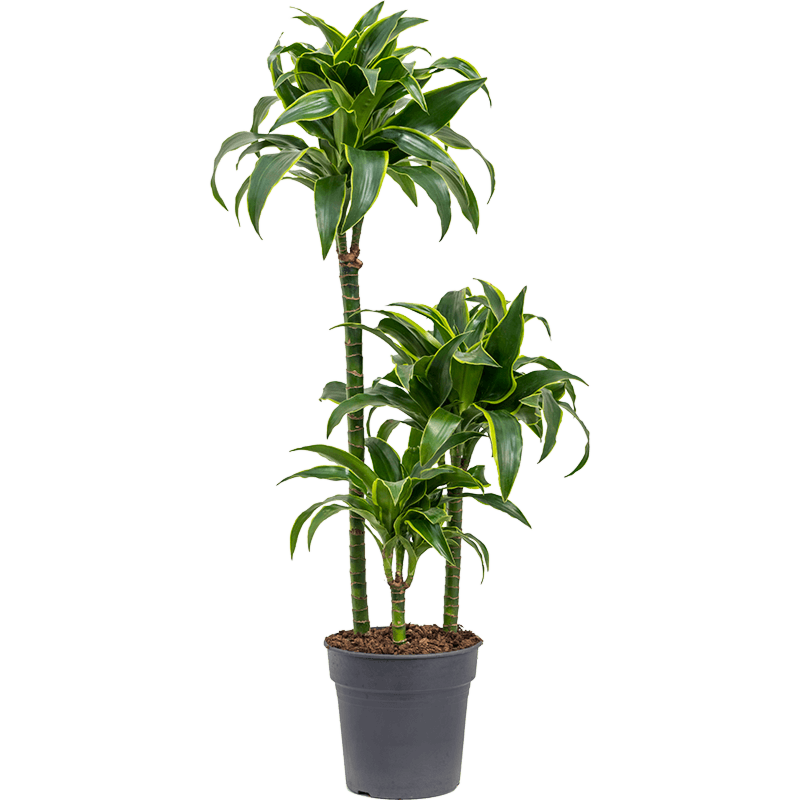 Dracaena fragrans 'Dorado'