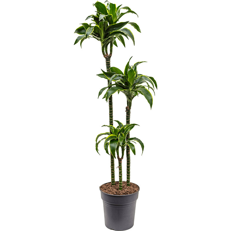 Dracaena fragrans 'Dorado'