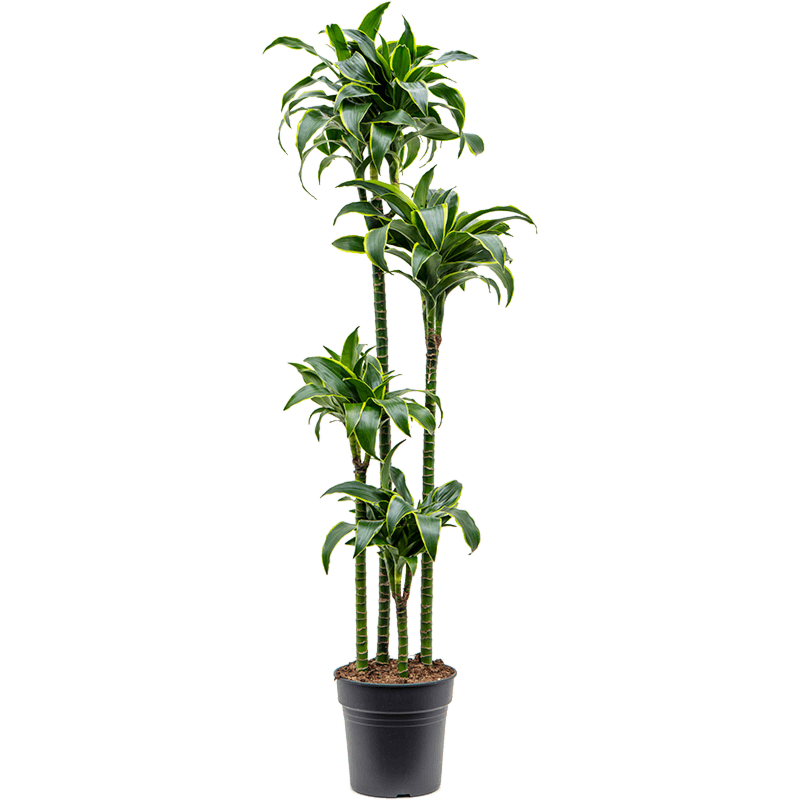 Dracaena fragrans 'Dorado'