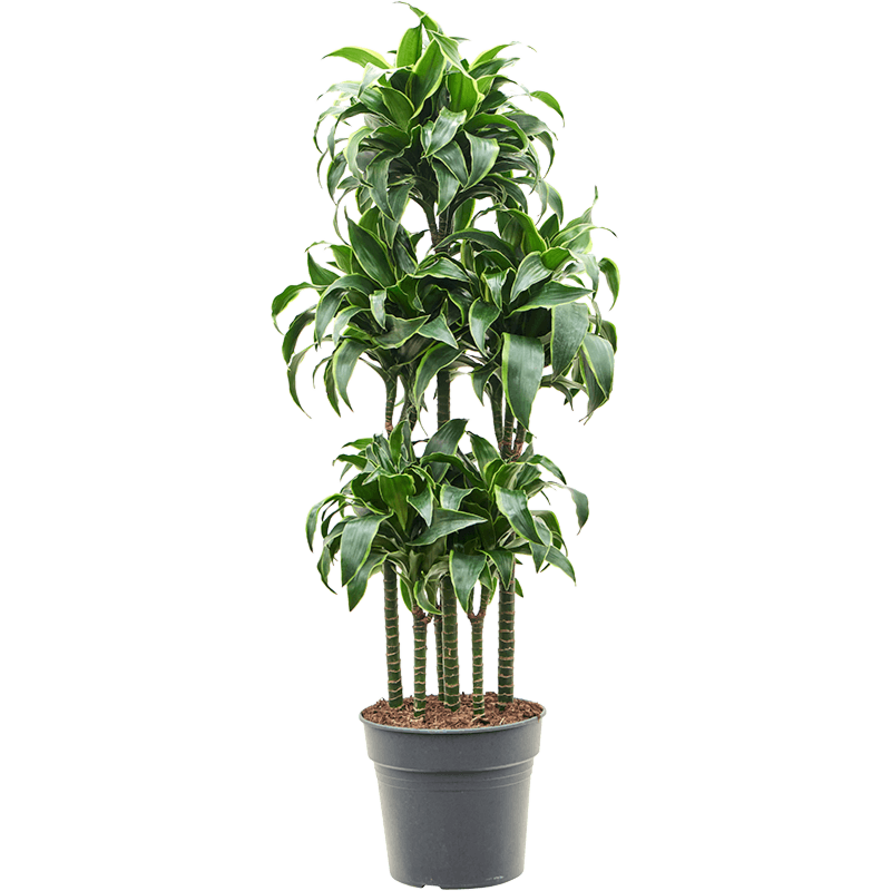 Dracaena fragrans 'Dorado'