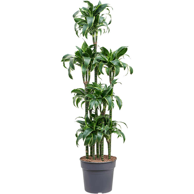 Dracaena fragrans 'Dorado'