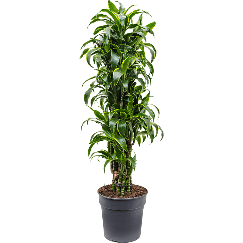 Dracaena fragrans 'Dorado'