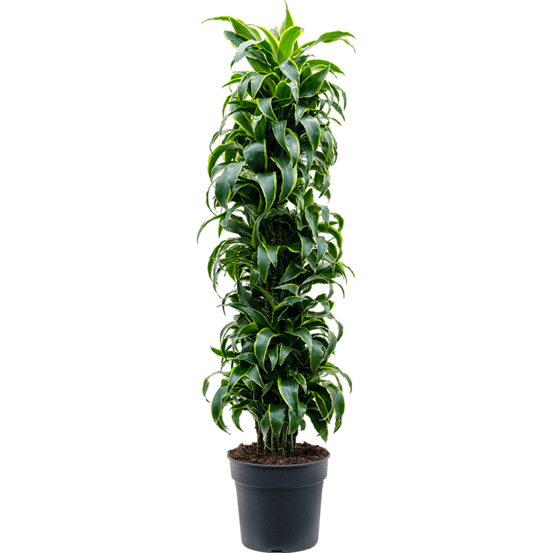 Dracaena fragrans 'Dorado'