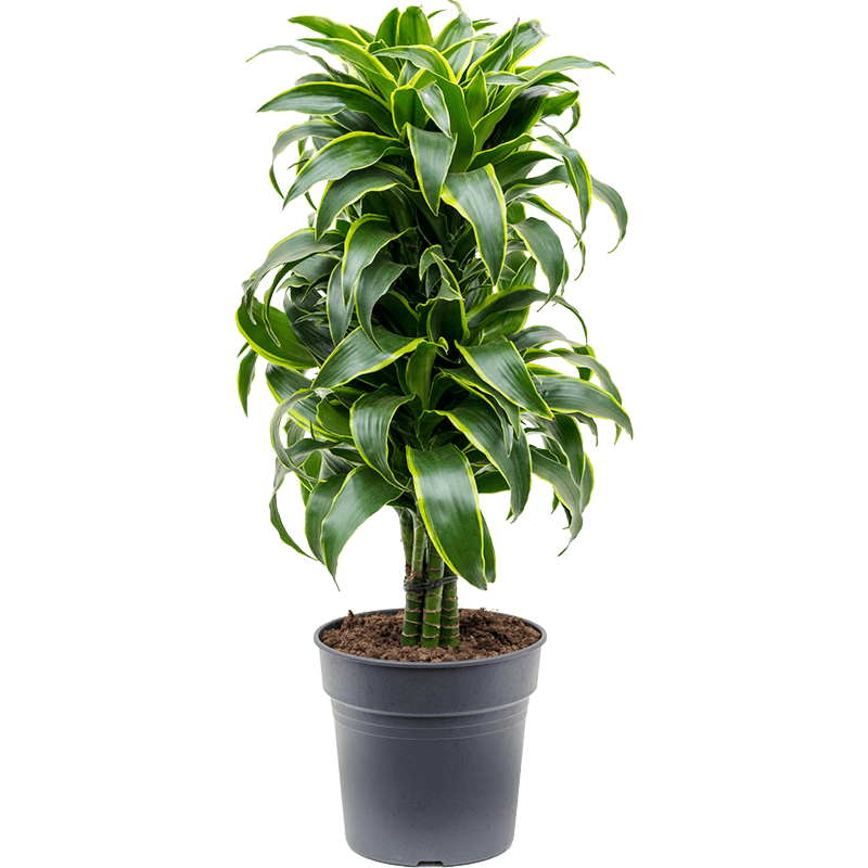 Dracaena fragrans 'Dorado'