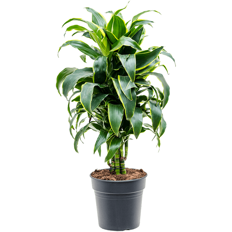 Dracaena fragrans 'Dorado'
