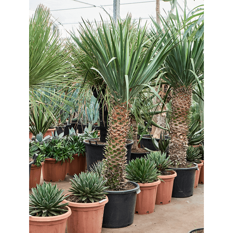 Dracaena draco 'Compact'