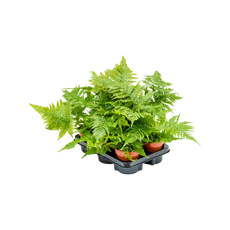 Dryopteris erythrosora 6/tray