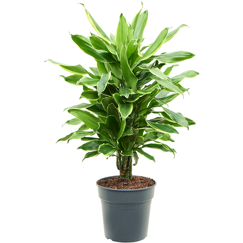 Dracaena fragrans 'Golden Coast'