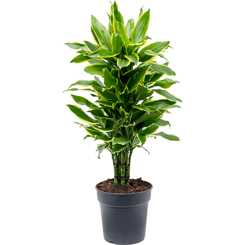 Dracaena fragrans 'Golden Coast'