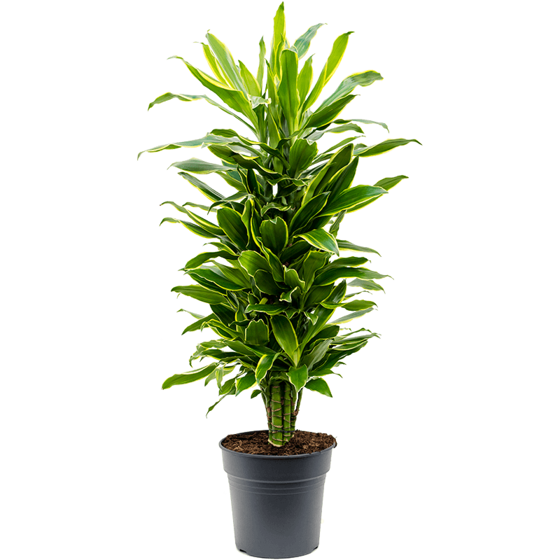 Dracaena fragrans 'Golden Coast'