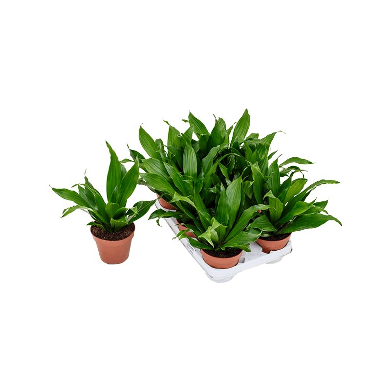 Dracaena fragrans 'Green Jewel' 8/tray