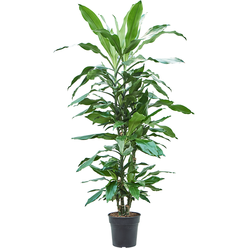 Dracaena fragrans 'Burundii'