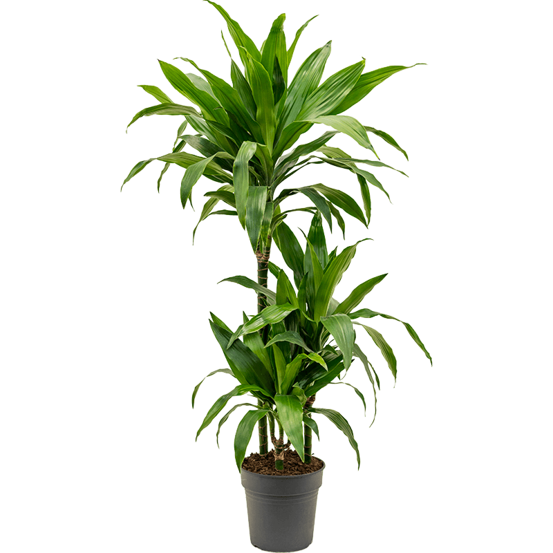 Dracaena fragrans 'Janet Craig'