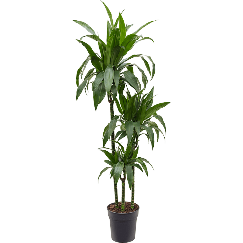 Dracaena fragrans 'Janet Craig'