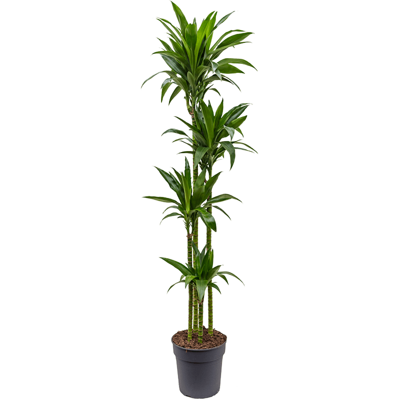 Dracaena fragrans 'Janet Craig'