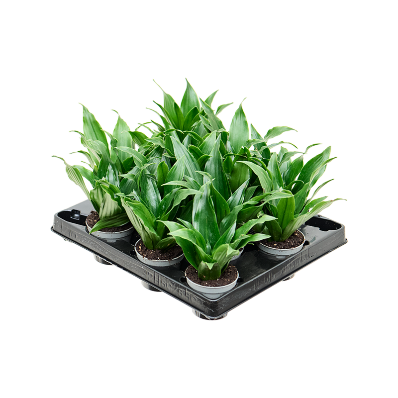 Dracaena fragrans 'Janet Craig' 12/tray