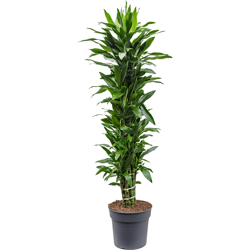 Dracaena fragrans 'Janet Lind'