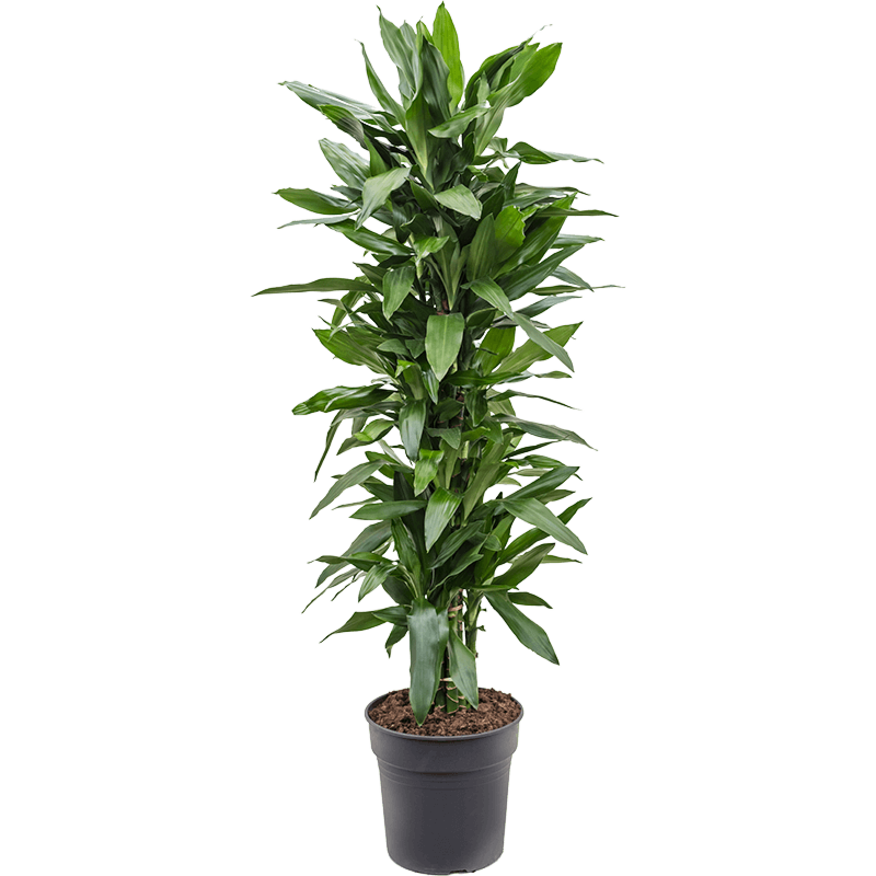 Dracaena fragrans 'Janet Lind'