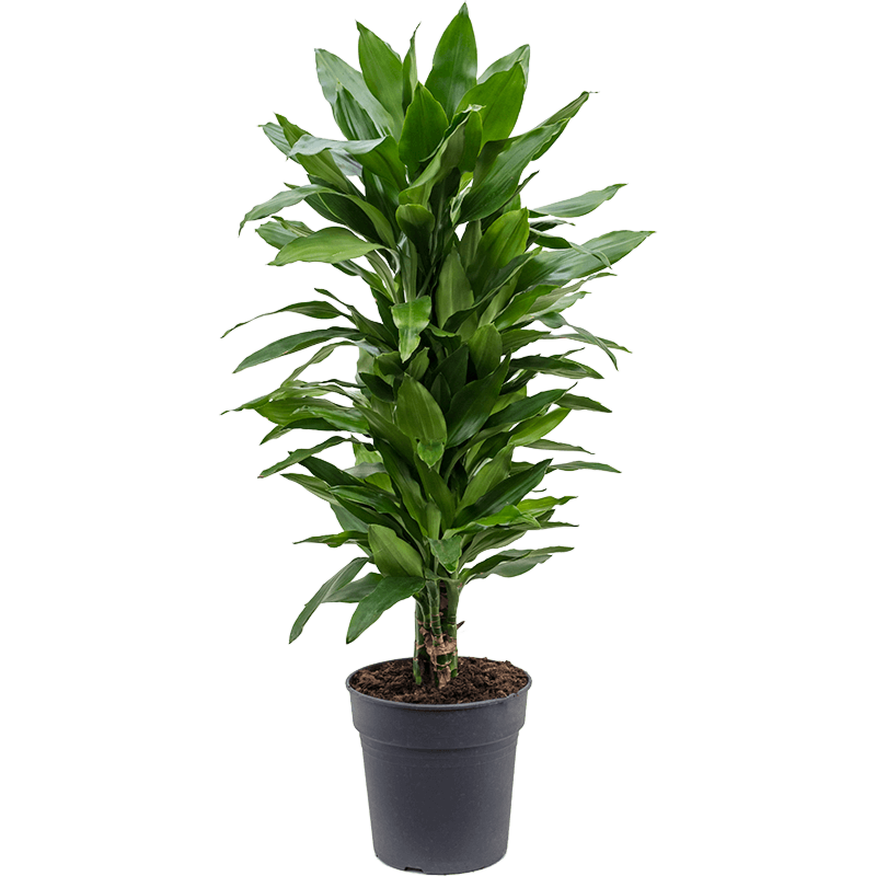 Dracaena fragrans 'Janet Lind'