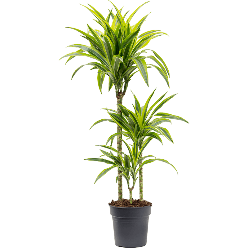Dracaena fragrans 'Lemon Lime'
