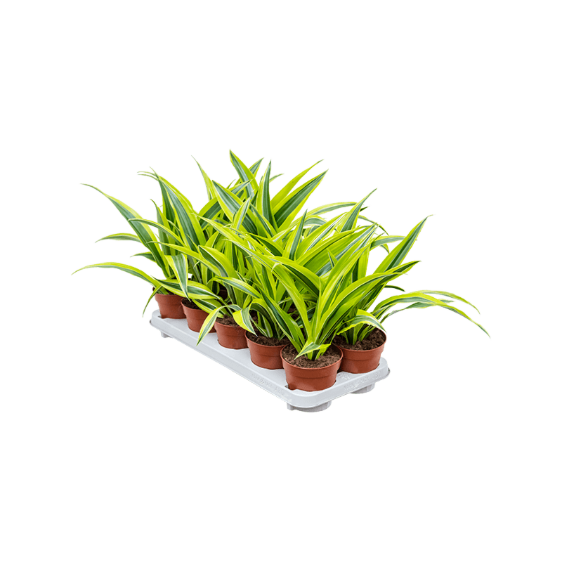 Dracaena fragrans 'Lemon Lime' 10/tray