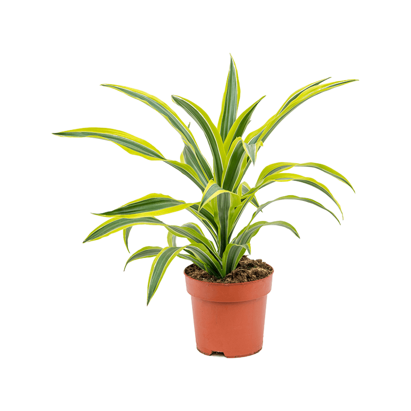 Dracaena fragrans 'Lemon Lime'