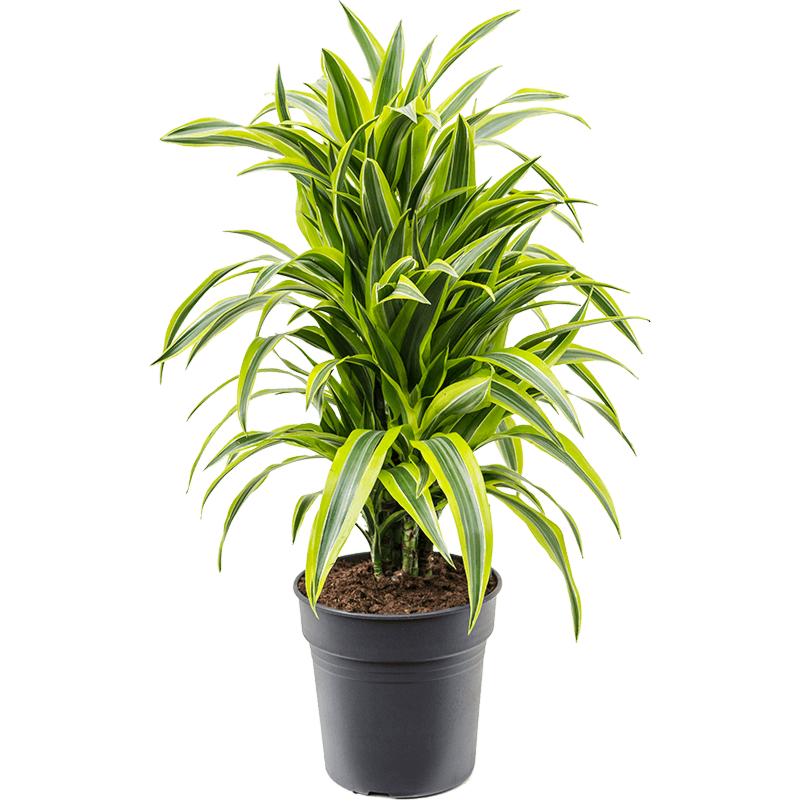 Dracaena fragrans 'Lemon Lime'