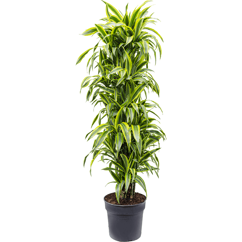 Dracaena fragrans 'Lemon Lime'