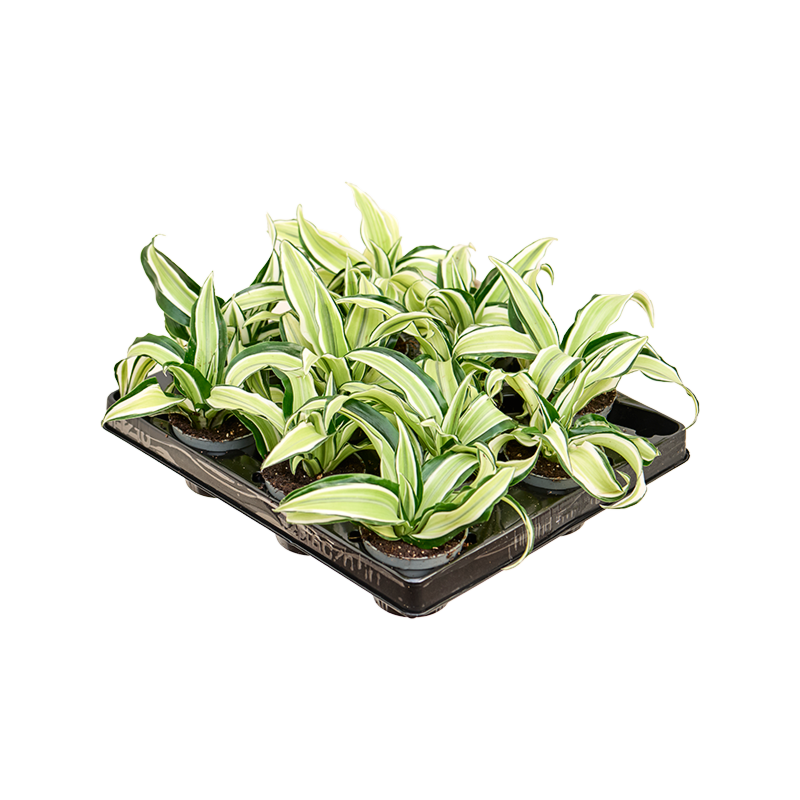 Dracaena fragrans 'Malaika' 12/tray