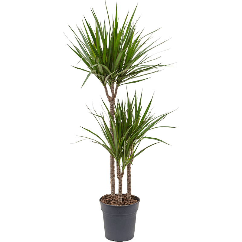 Dracaena marginata