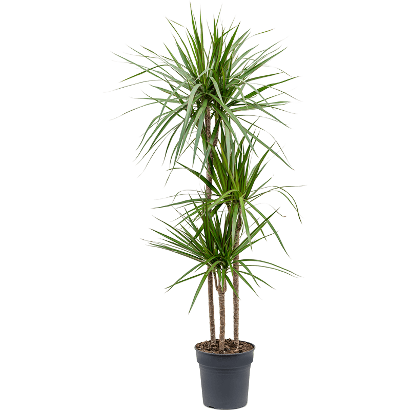 Dracaena marginata