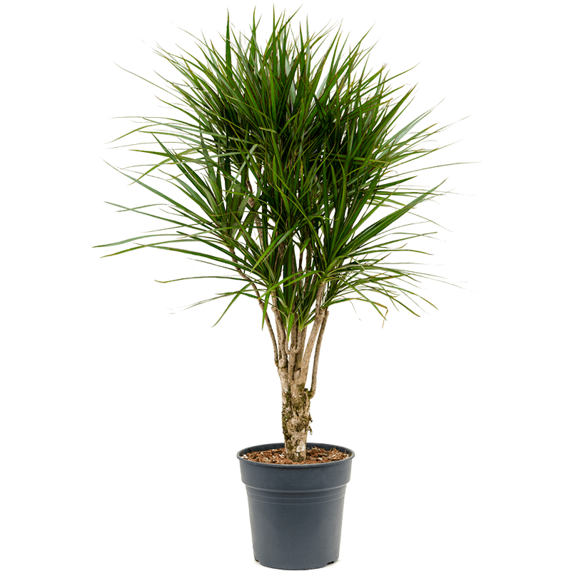 Dracaena marginata