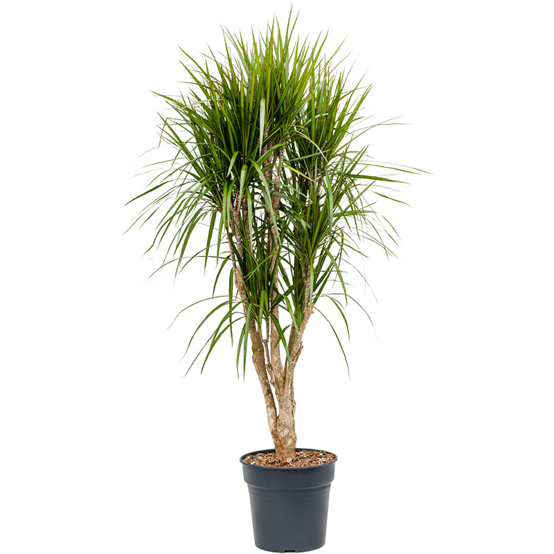 Dracaena marginata