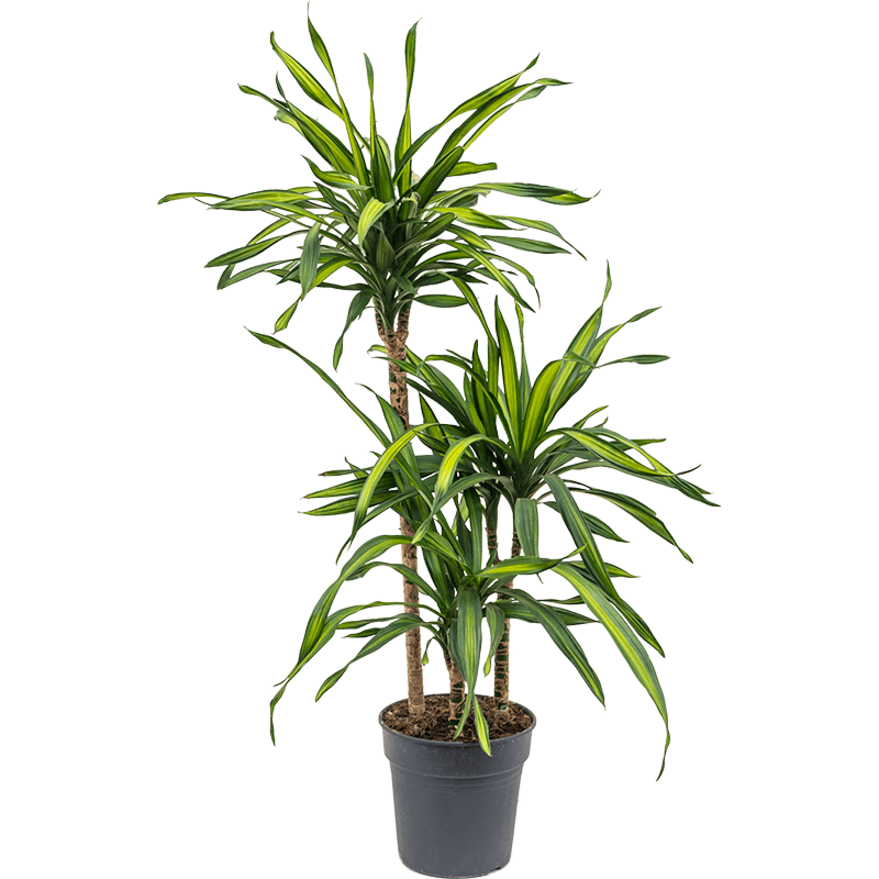 Dracaena fragrans 'Riki'