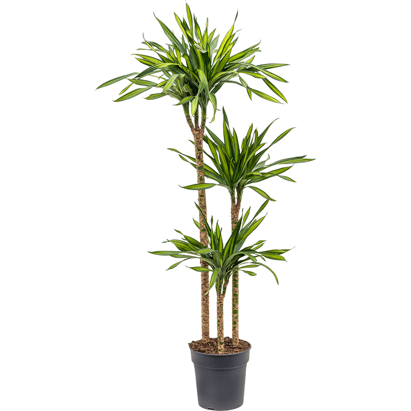 Dracaena fragrans 'Riki'