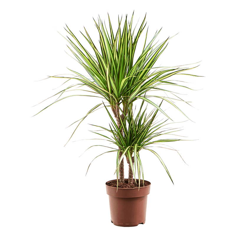 Dracaena marginata 'Sunray'