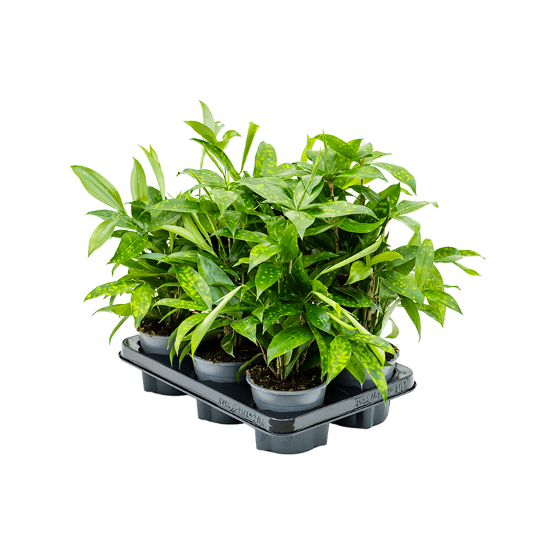 Dracaena surculosa 6/tray