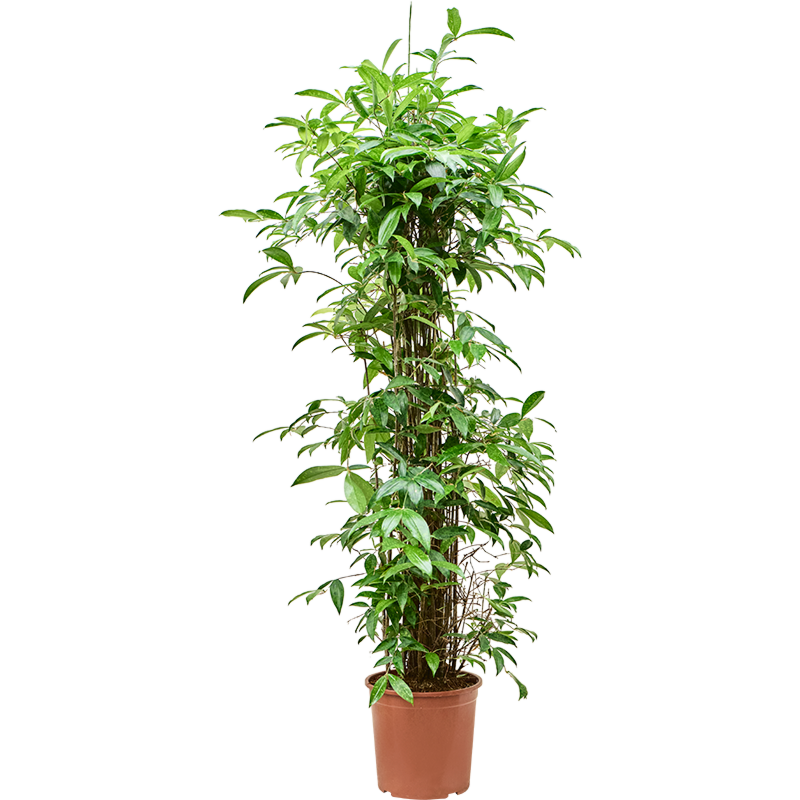 Dracaena surculosa (140-170)