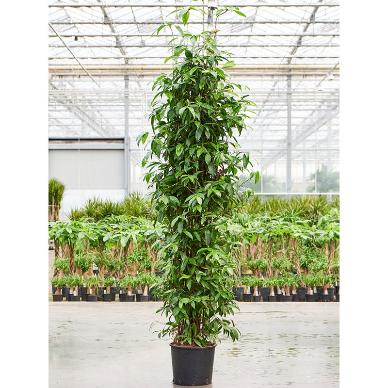 Dracaena surculosa (200-240)