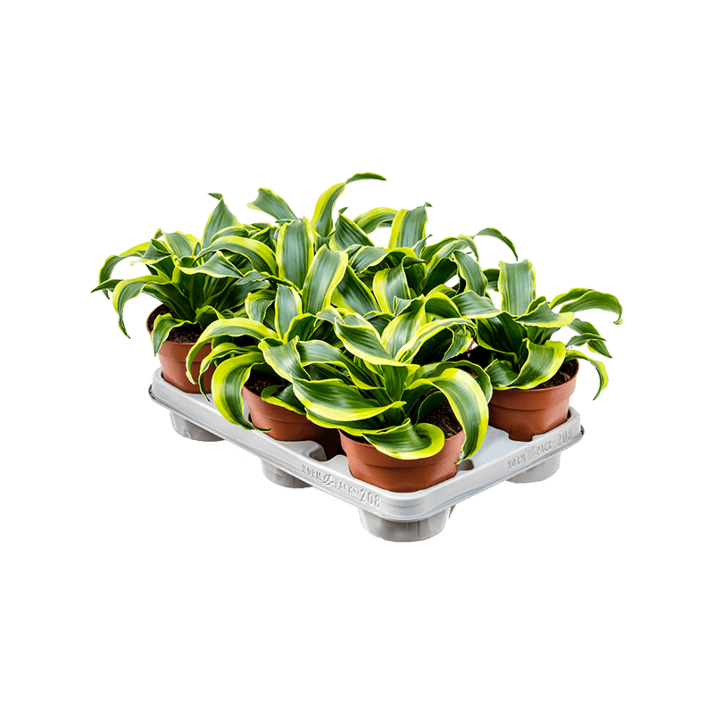 Dracaena fragrans 'Tornado'8/tray