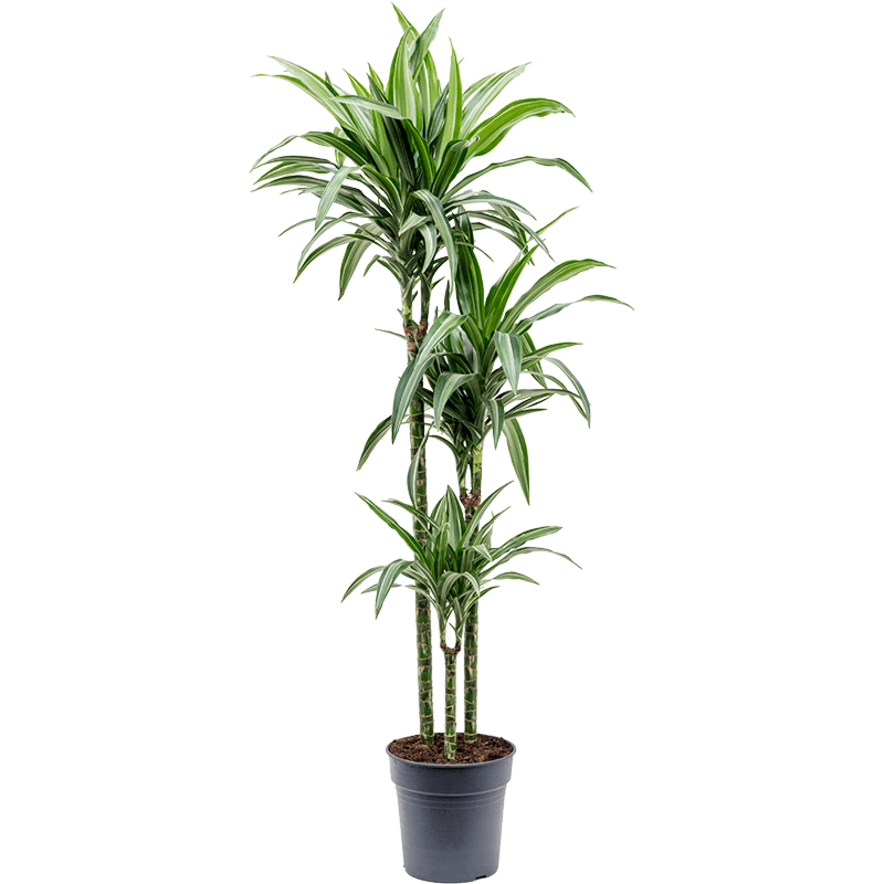 Dracaena fragrans 'Ulises'