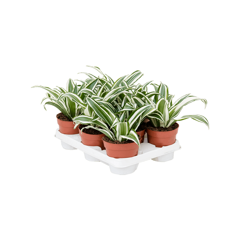 Dracaena fragrans 'White Jewel' 8/tray