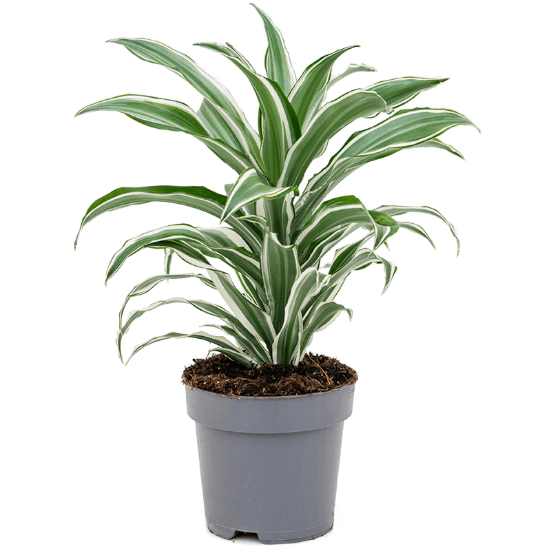 Dracaena fragrans 'White Jewel'