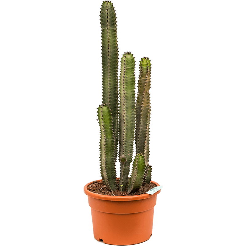 Euphorbia canariensis
