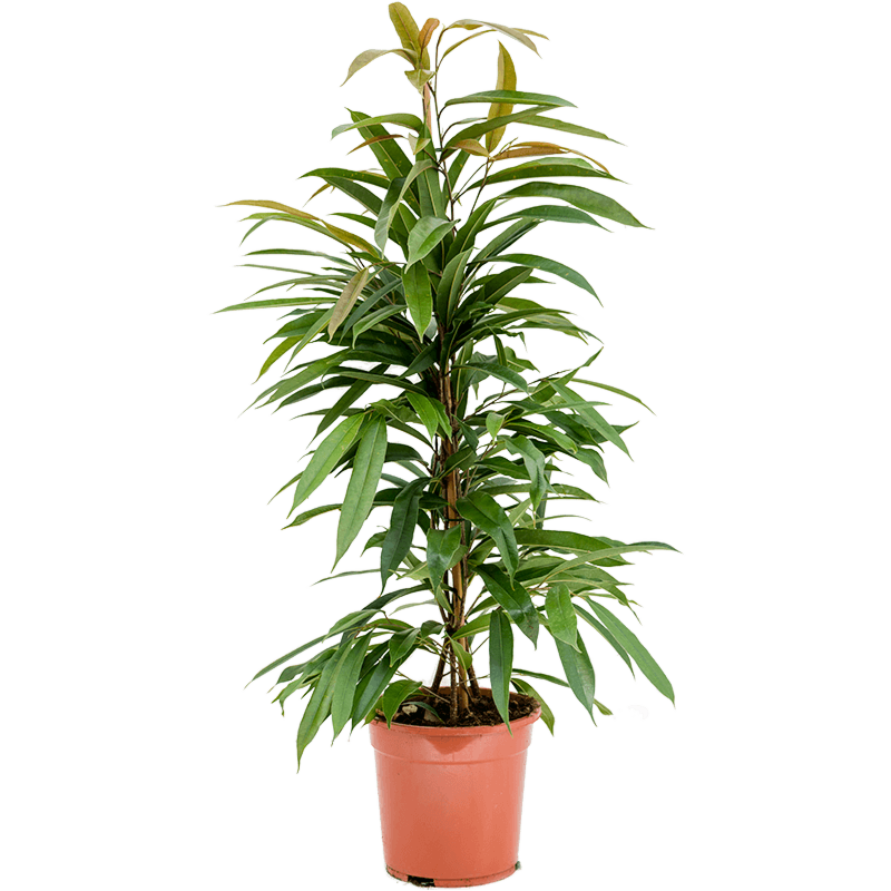 Ficus binnendijkii 'Amstel King'