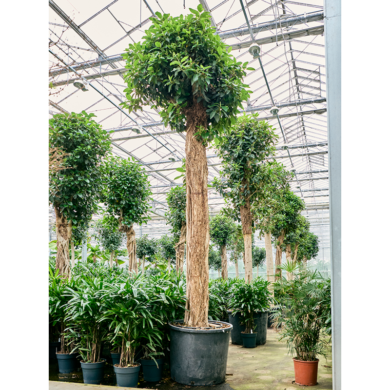 Ficus rubiginosa 'Australis'